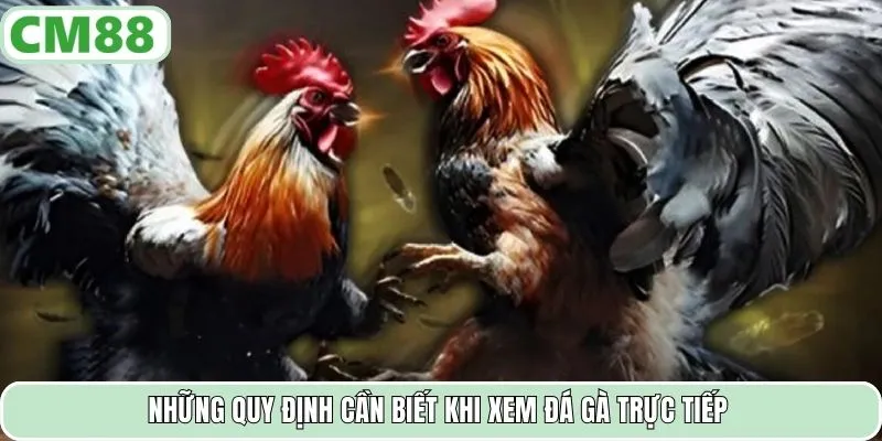 Những quy định cần biết khi xem đá gà trực tiếp